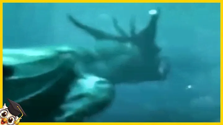 10 Creature Marine Giganti Beccate dalle Telecamere