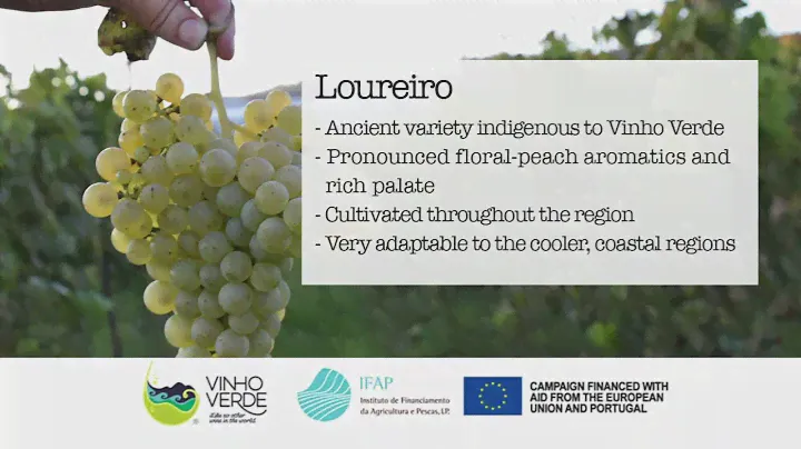 Portuguese 101: Loureiro